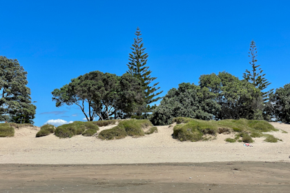 Tawharanui Regional Park 03