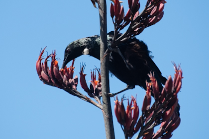 Tawharanui Regional Park 24