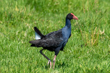 Tawharanui Regional Park 29