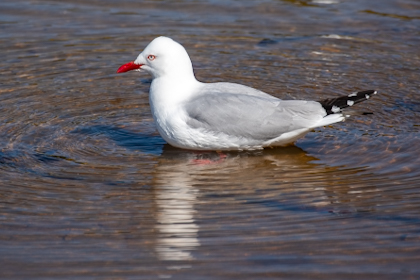 Tawharanui Regional Park 38