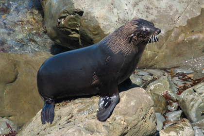 Blenheim Marlborough 11