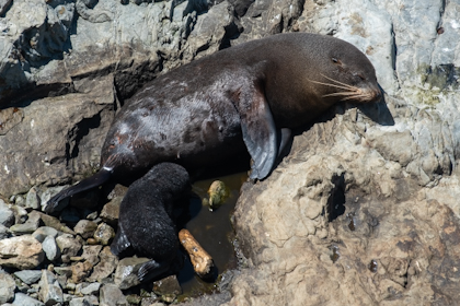 Blenheim Marlborough 12