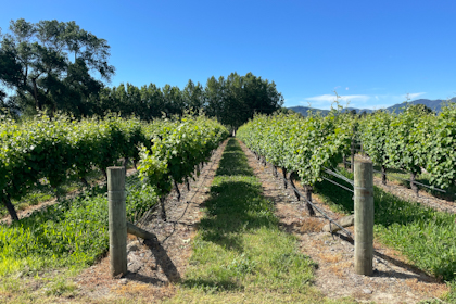 Blenheim Marlborough 43