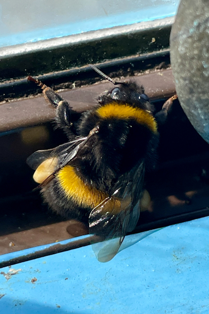 Blenheim Marlborough 70