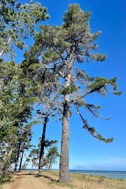 Blenheim Marlborough 82