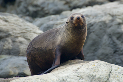 Kaikoura 05