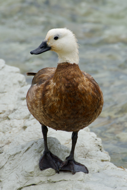 Kaikoura 106