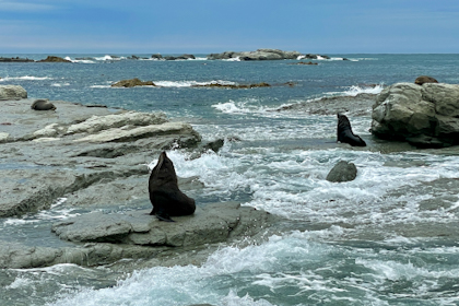 Kaikoura 13