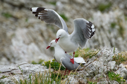 Kaikoura 24