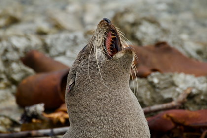 Kaikoura 35