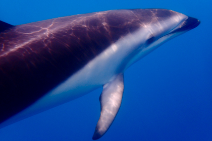Kaikoura 37