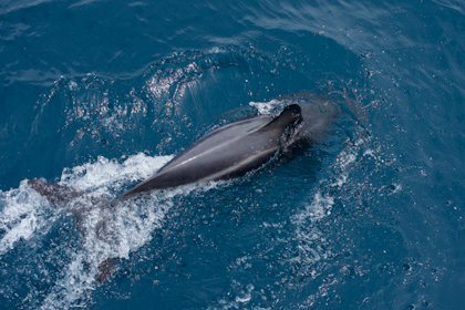 Kaikoura 85