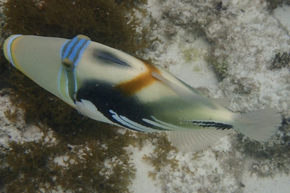 5AEDA814 7A1F 4D84 B45E 9210C008AD3D