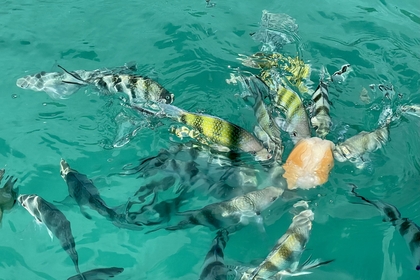 7F832DCD 57E4 4622 9720 4D856A5D75D0