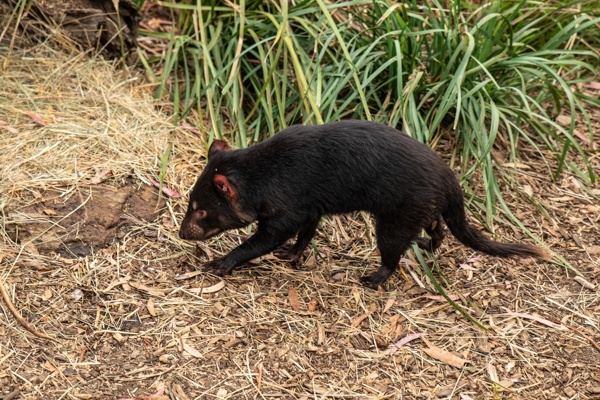 Tasmanien Devil im Bonorong Wildlife Sancturary auf Tasmanien