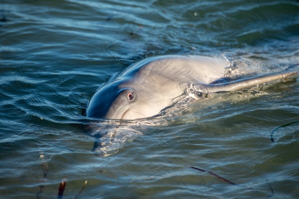 Delfin in Monkey Mia