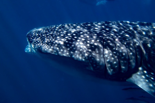Walhai beim Schnorcheln am Ningaloo Reef