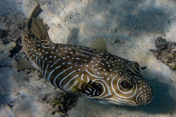 Kugelfisch beim Schnorcheln im Cape Range Nationalpark