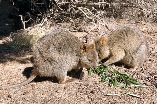 Quokkas auf Rottnest Island, Australien