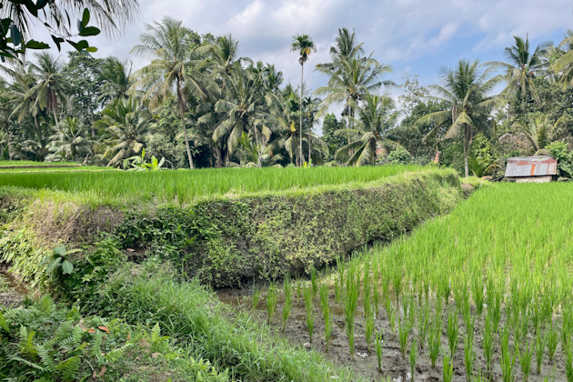 In den Reisterrassen von Ubud, Bali, Indonesien