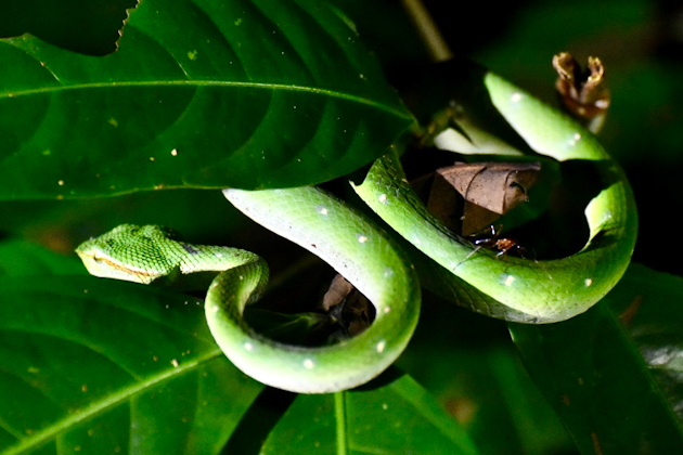 Grüne Buschviper im Mulu Nationalpark, Borneo, Malaysia