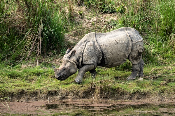 Nashorn im Chitwan Nationalpark, Nepal