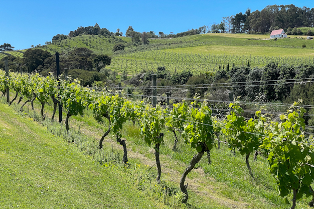 Tantalus Weingut auf Waiheke in der Nähe von Auckland, Neuseeland 