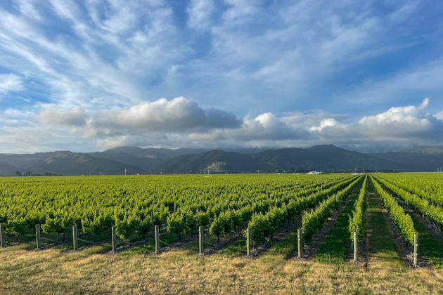 Weinberg in Blenheim, Marlborough, Neuseeland 