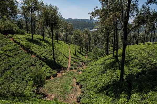 Ausblick aus dem Zug bei der Fahrt ins Hochland von Sri Lanka