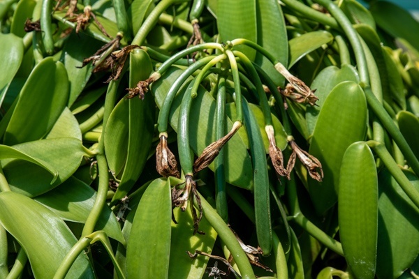 Schoten der Bourbon-Vanille auf der Plantage Domaine du Grand Hazier in Sainte Suzanne, La Reunion