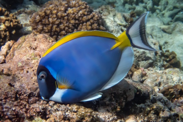 Doktorfisch beim Schnorcheln vor Felicite, Seychellen