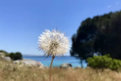 4CEEA526 65FA 4209 B09E 42B0F0D44E18