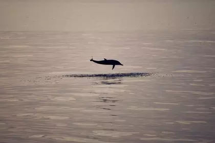 2A428883 A8A1 4235 8A60 DA6791125596