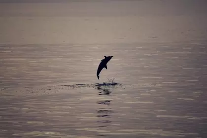 2A428883 A8A1 4235 8A60 DA6791125596