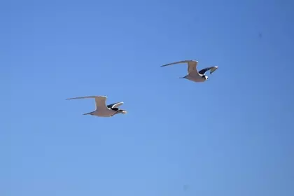 84699966 D35C 4CAF BE9D 8BA2D5AF703B