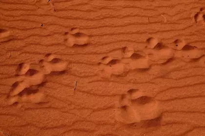 84699966 D35C 4CAF BE9D 8BA2D5AF703B