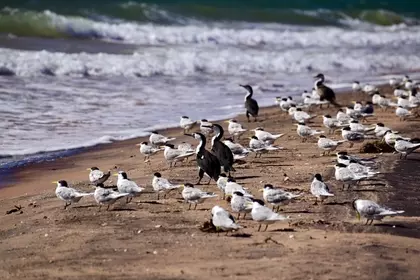 84699966 D35C 4CAF BE9D 8BA2D5AF703B