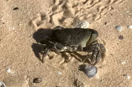 84699966 D35C 4CAF BE9D 8BA2D5AF703B