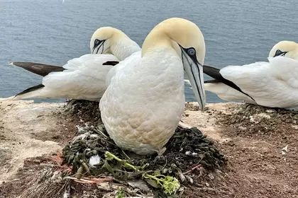 F18982E2 BF9B 4391 ADD3 62B6CF1A4E75