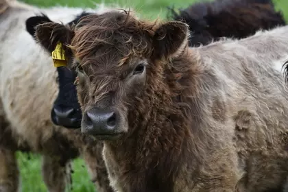 73D8819C 8CB3 4158 A311 DF98961D5B7C