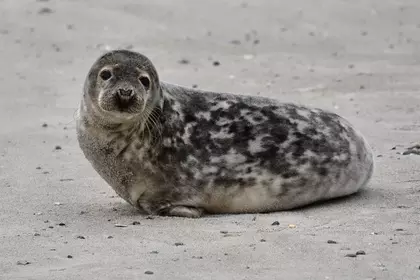 4EB250DC 7D33 4B1D 8883 A1CDDE9E99D3