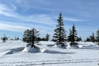 Husky Tour und Riisitunturi Nationalpark 14