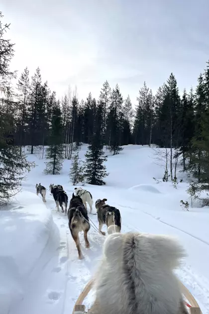 Husky Tour und Riisitunturi Nationalpark 33