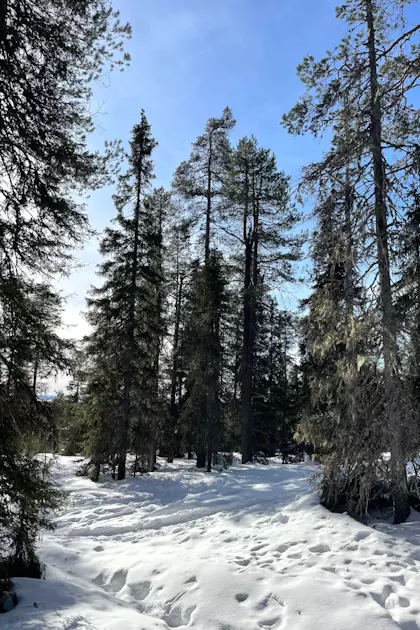 Husky Tour und Riisitunturi Nationalpark 47