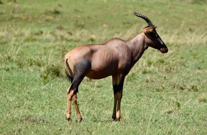 Masai Mara 12