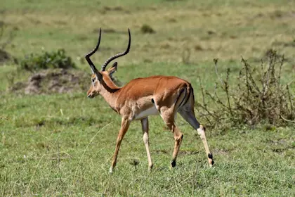 Masai Mara 16