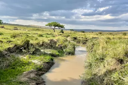 Masai Mara 64