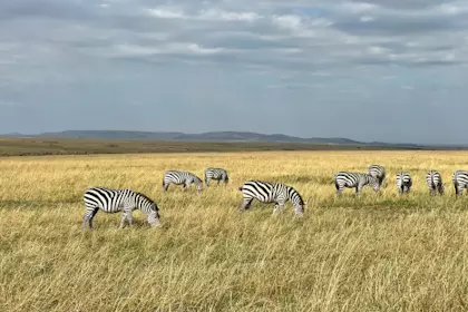 Safari Masai Mara 009