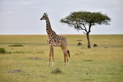 Safari Masai Mara 011