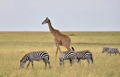 Safari Masai Mara 012